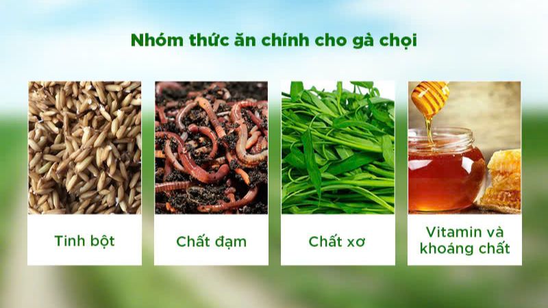 Người nuôi cần bổ sung đầy đủ các chất trong cách chăm sóc gà chọi
