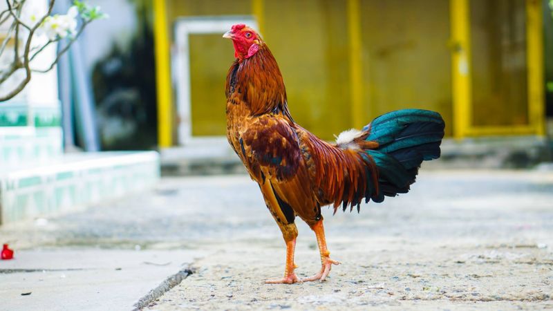 Trước khi thi đấu, người nuôi nên cho gà chọi ra ngoài sân rộng
