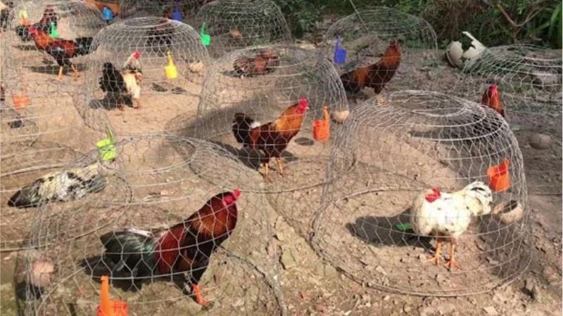 Các gà đá nên được tắm nắng sớm trong cách chăm sóc gà chọi